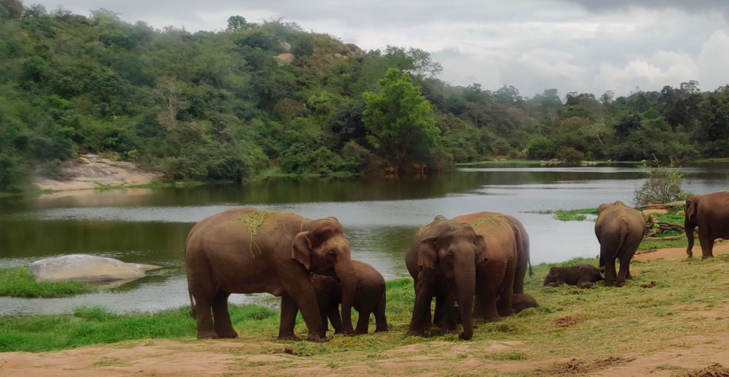 Nature and Ecotourism Awareness Programme - Elephants at Bannerghata National Park
