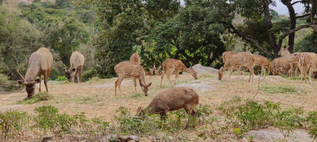 Herd of Deer at Bannerghata National Park