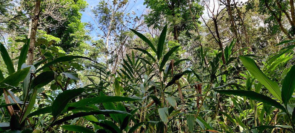 Plantation at Swarga Homestay Sakleshpur