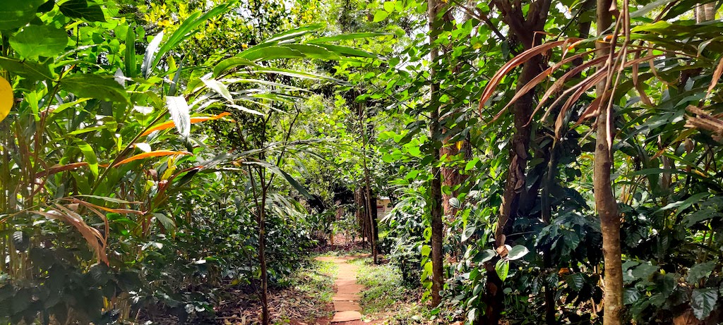 Plantation at Swarga Homestay Sakleshpur