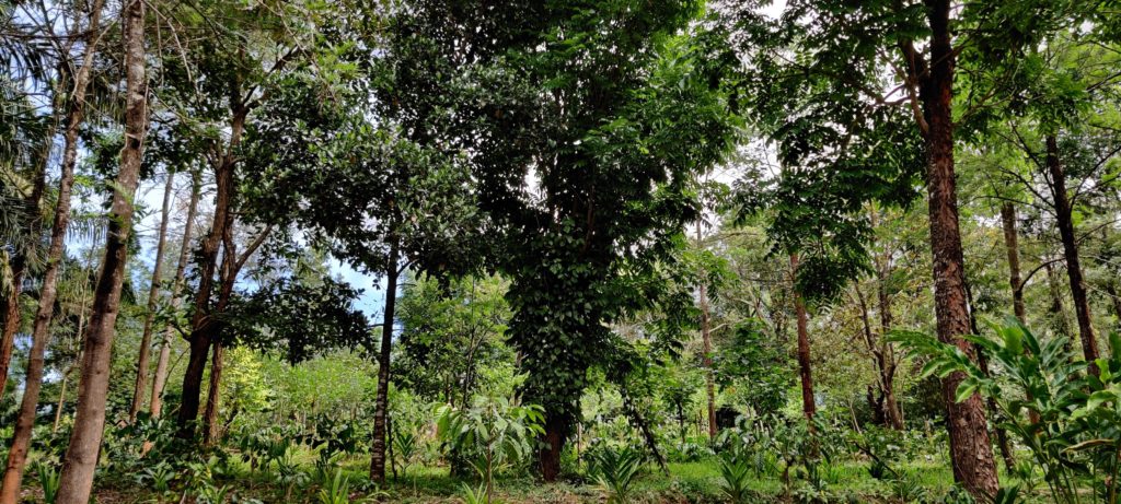 Plantation at Swarga Homestay Sakleshpur