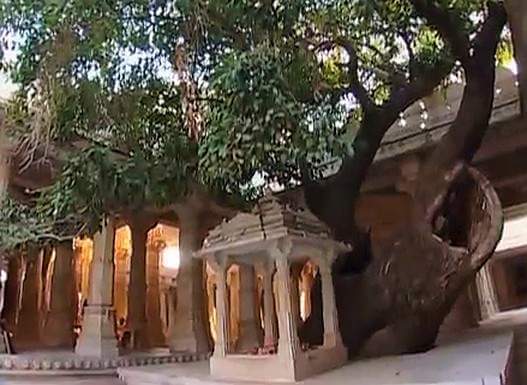 Rayan Tree - Ranakpur Jain Temple Mysteries And Facts