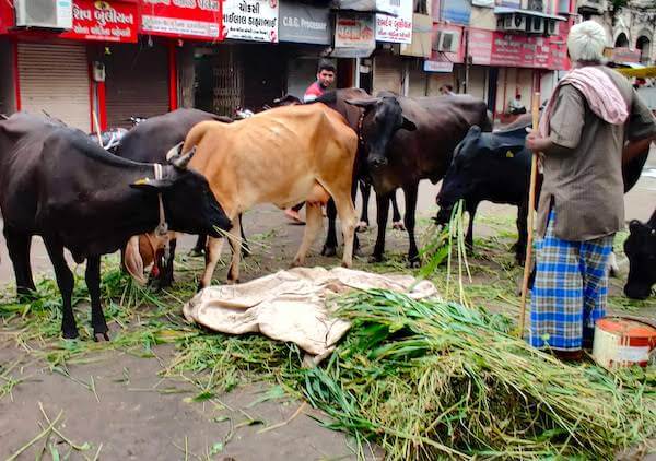 Ahmedabad Heritage Walk - Cows at Manek Chowk