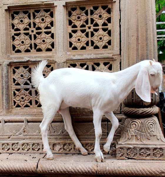 Goat near Jama Masjid, Ahmedabad