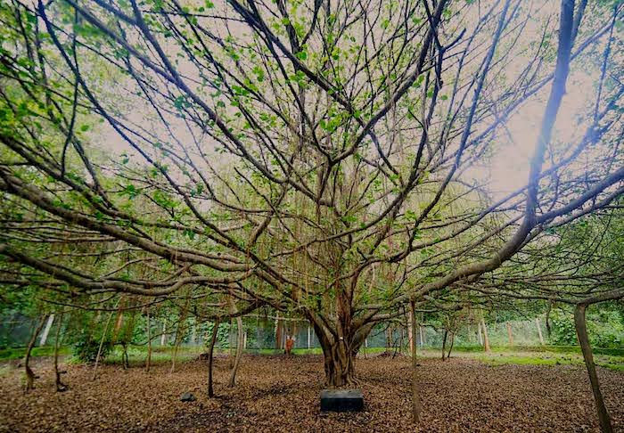 Sacred Ficus Microcarpa tree - Pragvad