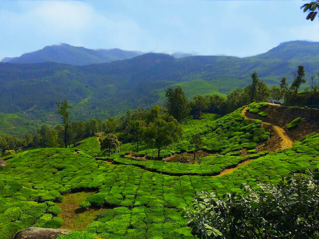 Places to Visit in India in August - Munnar