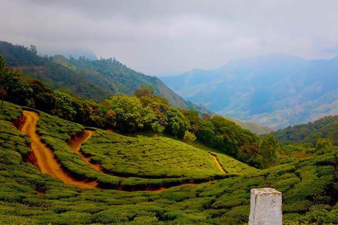 Places to Visit in India in August - Munnar 