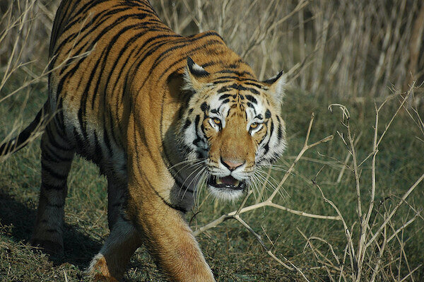 Places to Visit in India in August - Pench National Park