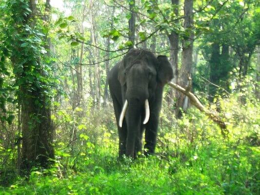 Frolicking With Elephants – Top 10 Things To Do On Your Next Visit To Kerala