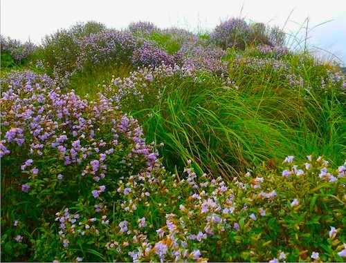 Watch The Neelakurinji Bloom – 10 Offbeat Things To Do In Kerala