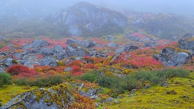 Colorful shrubs on the way to Bum la Pass