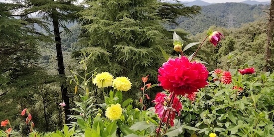 Flowers at Abbott Mount Uttarakhand