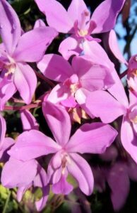 Sessa orchid flowers