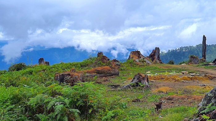 Burnt tree trunks near Mandala Top