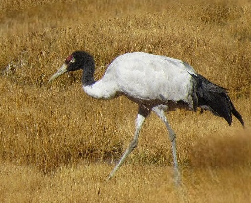 Black Necked Crane in Sangti Valley Dirang