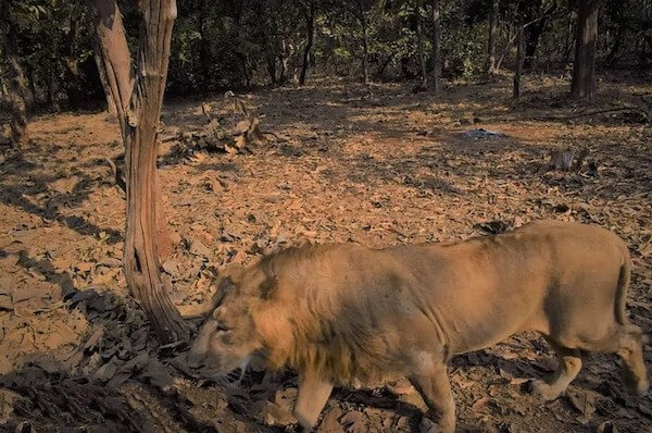 Lion Safari In Sasangir