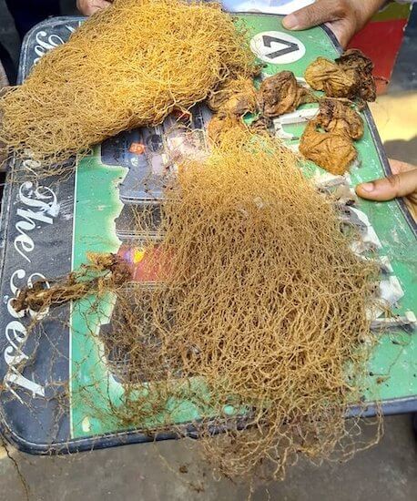 Fibre from which Tussar silk is made in Gopalpur