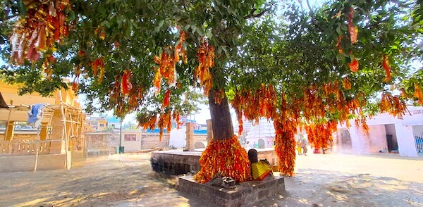 Bakula tree Biraja Devi Temple