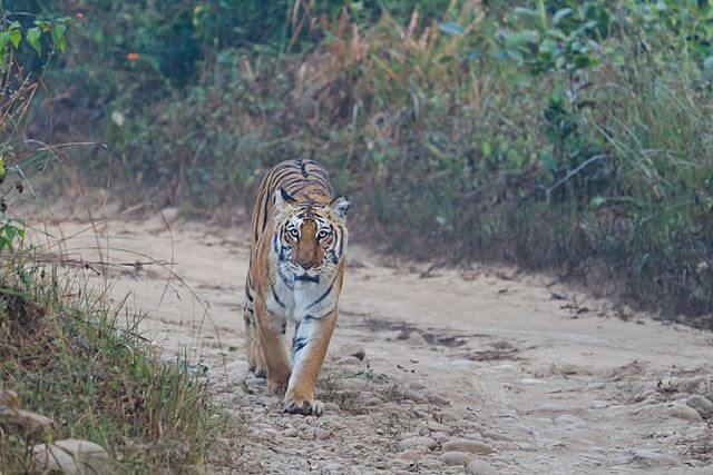 Corbett - A Wild Honeymoon In India