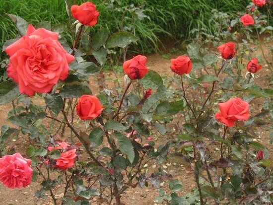 Ooty 3 Days Itinerary - Rose Garden Ooty