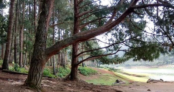 Ooty 3 Nights 4 Days Itinerary - Pine Forest Ooty