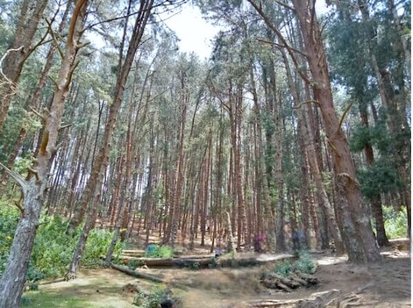 Ooty Pine Forest