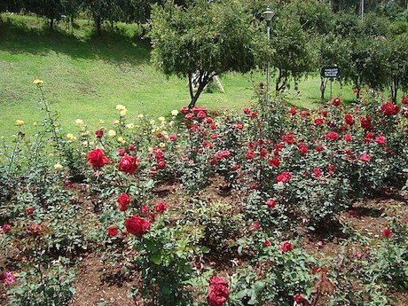 Rose Garden Ooty - 3 Days Ooty Itinerary