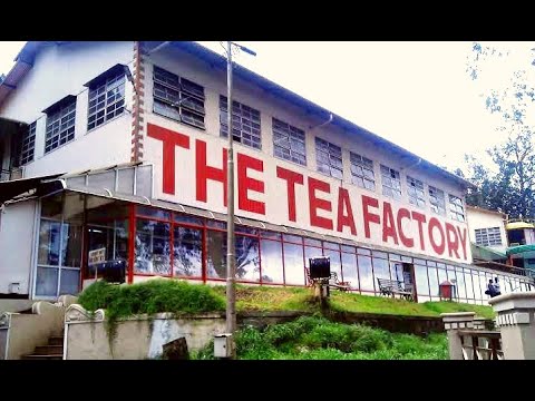 Tea Museum and Tea Factory - Ooty 3 Nights 4 Days Itinerary