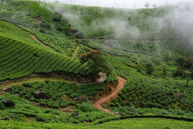 Best Places To Visit In Monsoon In South India - Munnar