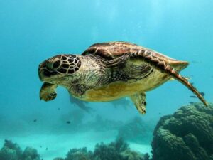 The Great Barrier Reef: Discovering Australia's Underwater Paradise