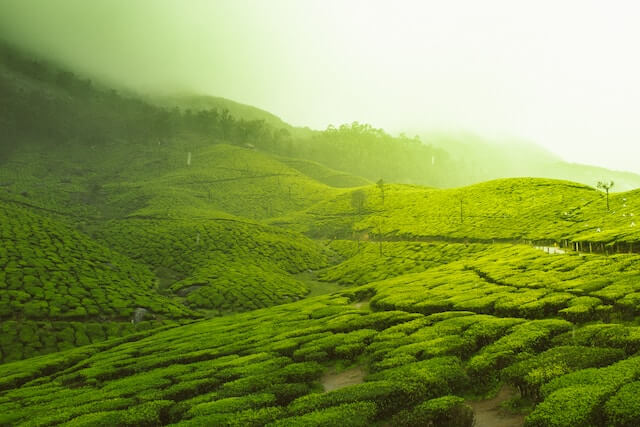 Amazing Places To Experience Kerala