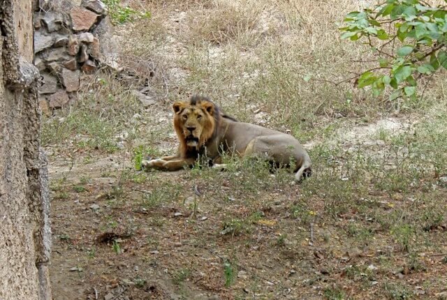 Best Places to Visit in Winter in India. - Gir National Park