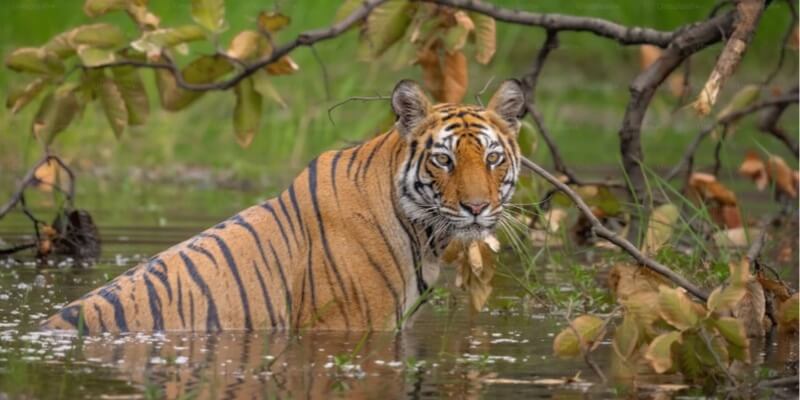 Best Places In India For Nature And Wildlife Enthusiasts