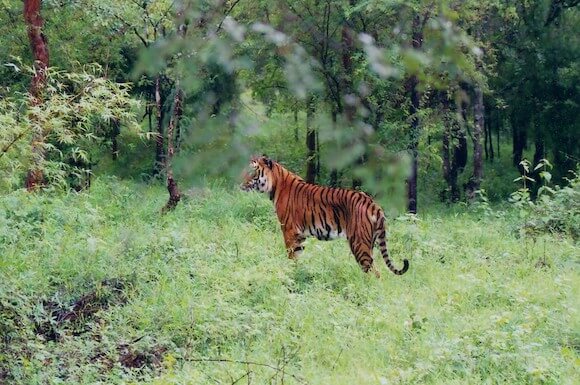 Best Places To See Wildlife In India