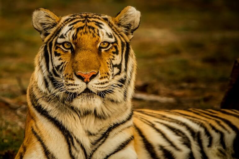 Quiz On Tigers With Answers - Questions About Tigers