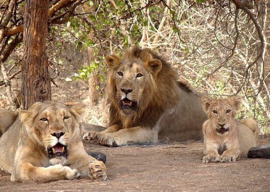 Lions in India