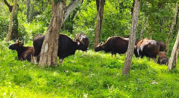 Encounter With The Wild In Bandipur