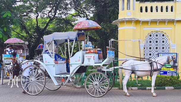 Mysore Tonga