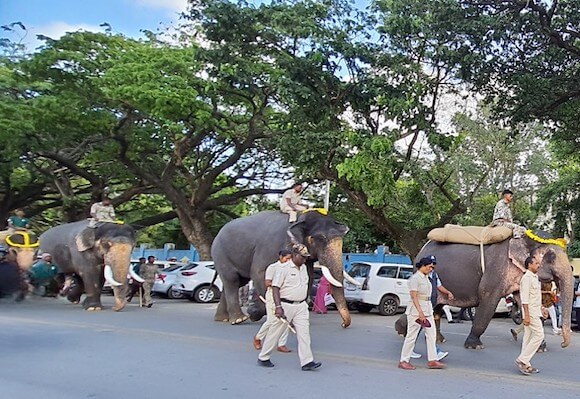 Rehearsal of the Dasara Elephant Parade