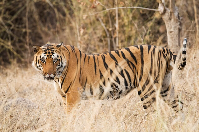 Bandhavgarh National Park, India