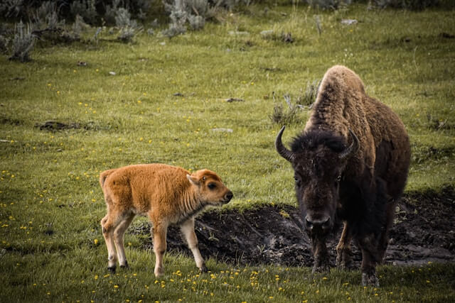 Yellowstone National Park, USA