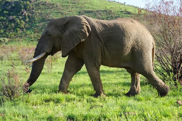 Chobe National Park, Botswana