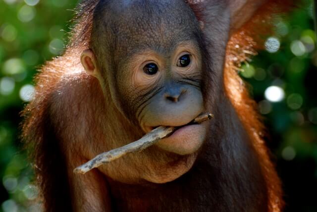 Borneo Rainforest, Malaysia