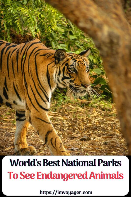 World's Best National Parks To See Endangered Animals