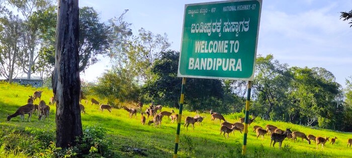 Bandipur National Park Tiger Safari