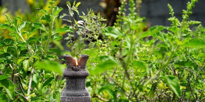 Tulasi Vivaha | Tulsi Pooja | Uttana Dwadashi