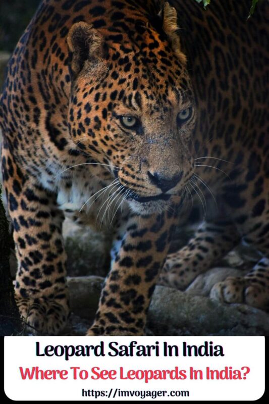 Leopard Safari In India