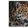 Leopard Safari India - 10 Best Places To See Leopards