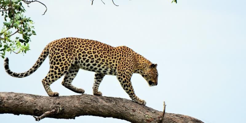 Leopard Safari India - 10 Best Places To See Leopards