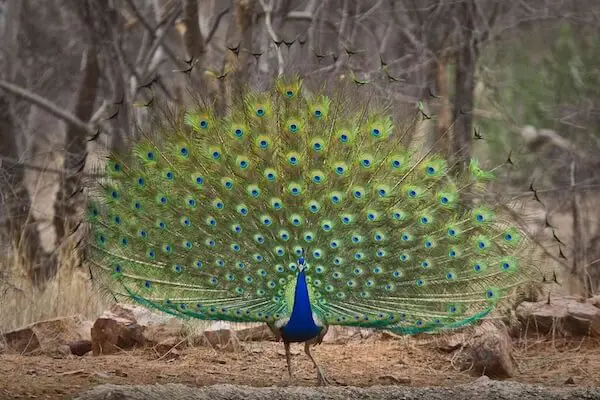 Indian National Bird